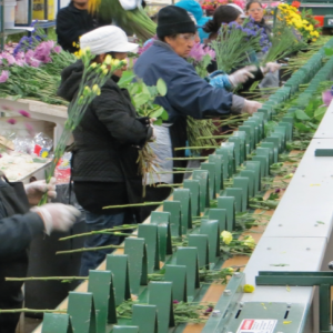 Equipos para manejo de Flores
