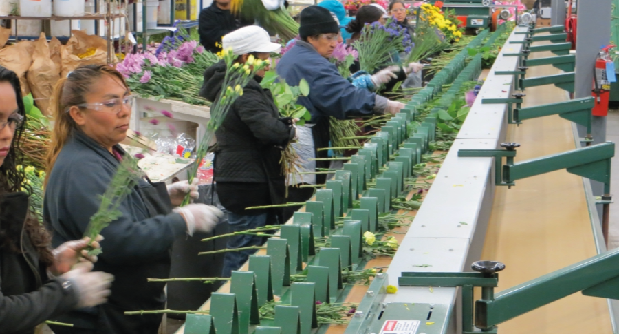 Equipos para manejo de Flores